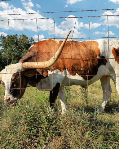 Texas longhorn grazing on a Hill Country ranch