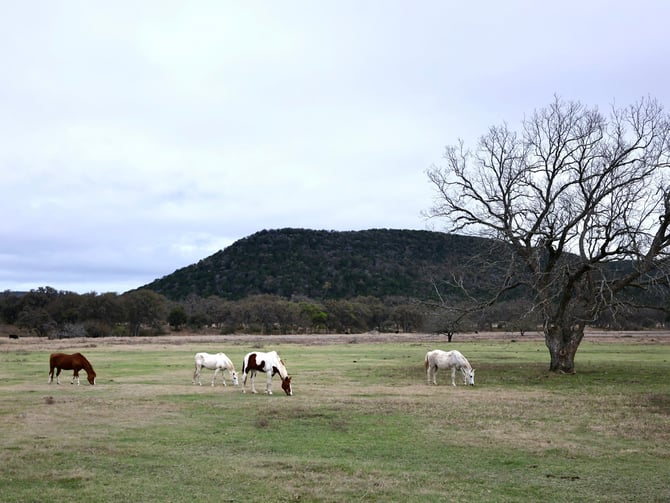 Horses grazing in a field with a Hill Country hill behind